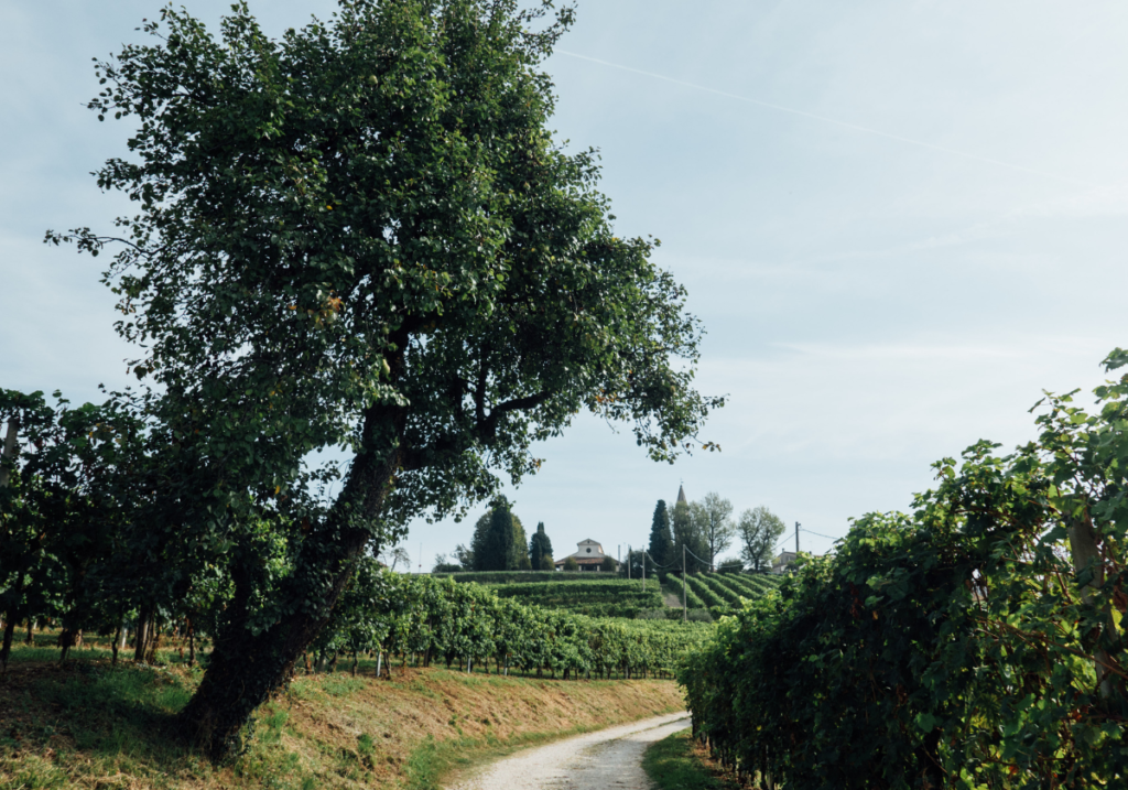 vigneti a san pietro di feletto 