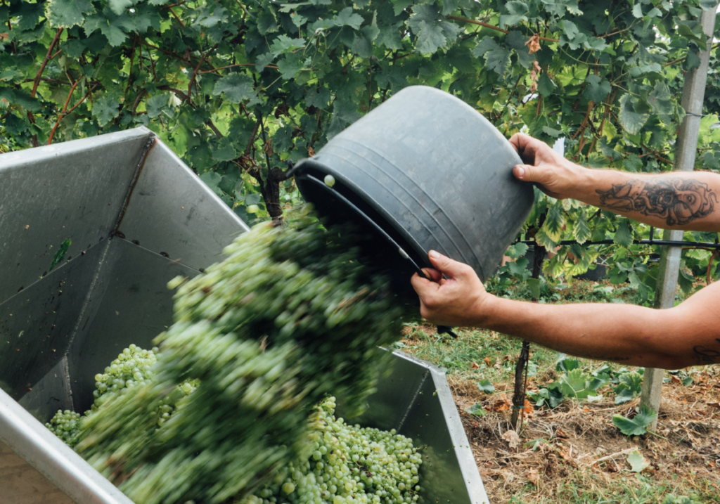 vendemmia 2023 rive conegliano valdobbiadene