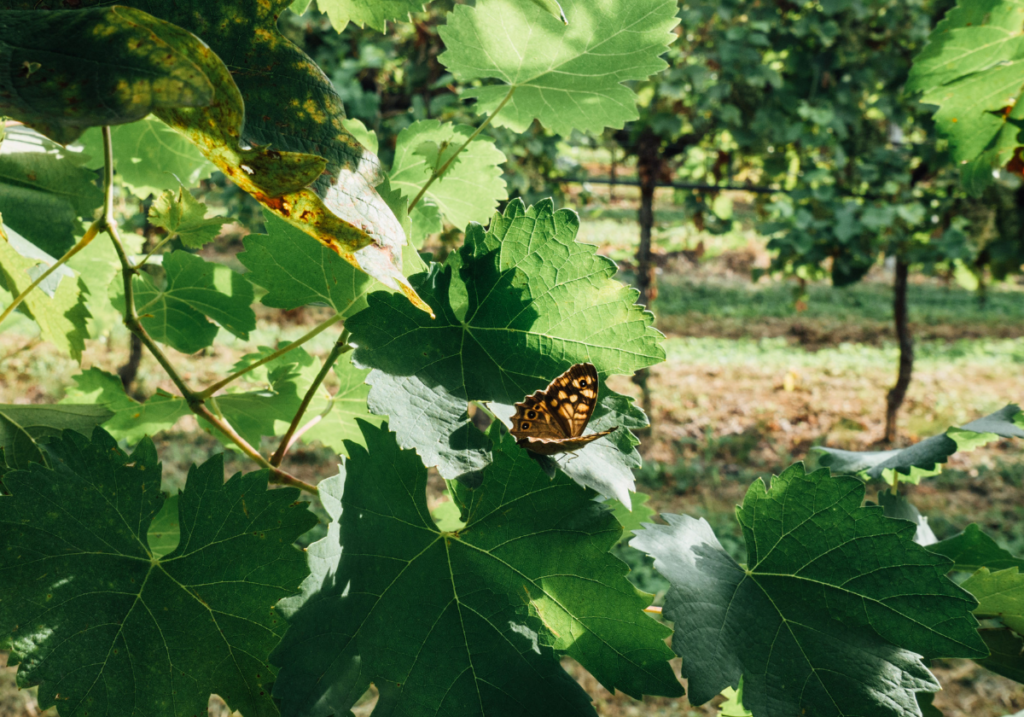 farfalla in vigneto