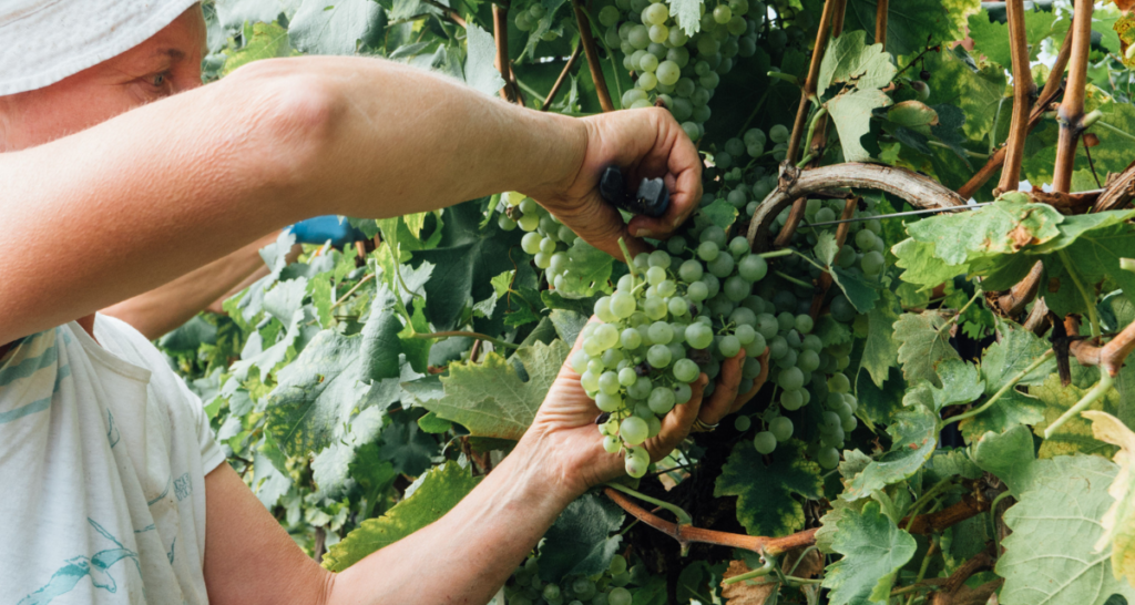 vendemmia 2023